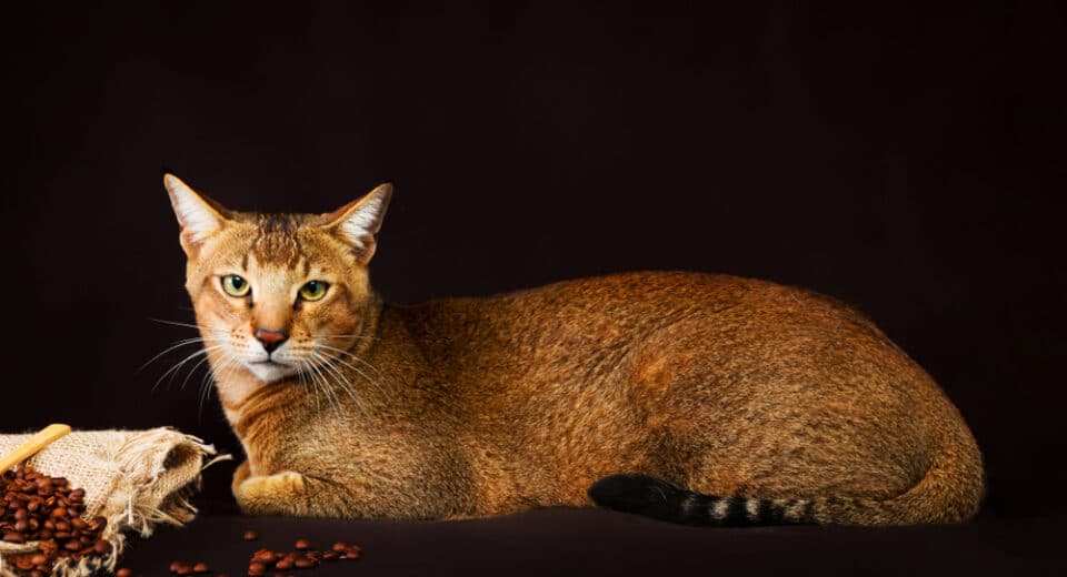 Chausie, แมว Abyssinian บนพื้นหลังสีน้ำตาลเข้ม