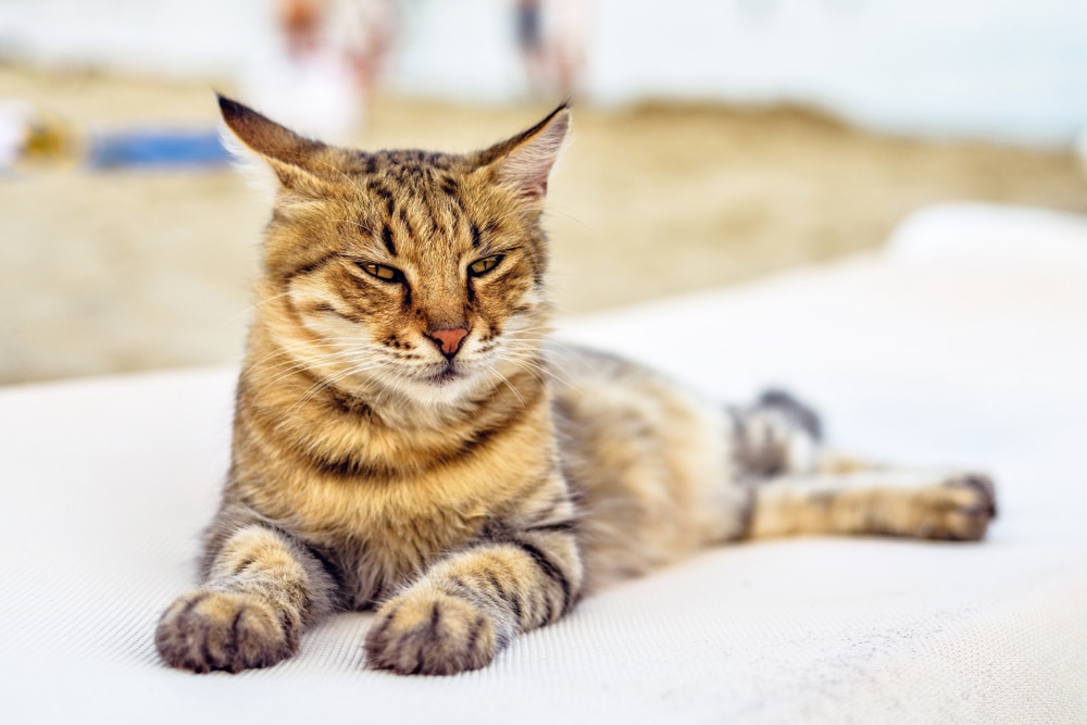 วิวพระอาทิตย์ตกเห็นแมว Dragon Li นอนเล่นบนเก้าอี้อาบแดดและมองไปข้างหน้า หาด Konnos เอเยียนาปา ไซปรัส