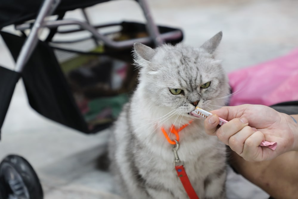 Bangkok,Thailand-may-31-2018;blur,Photo,Of,Cat,Owner,Feeding,Creamy,Treats,For