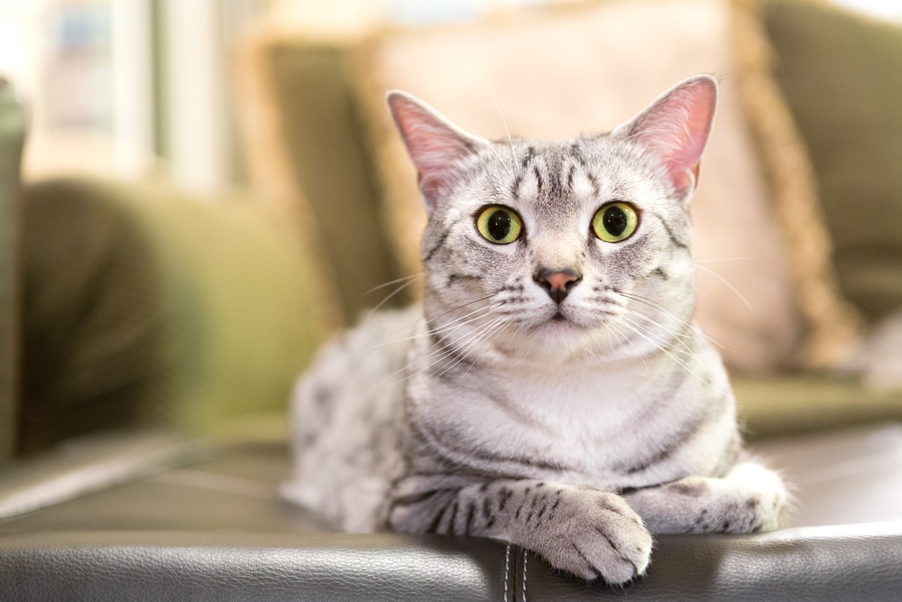 แมว Egyptian Mau ที่แสนสบายพักผ่อนบนเบาะหนัง ระยะชัดตื้นจะเน้นที่ดวงตา
