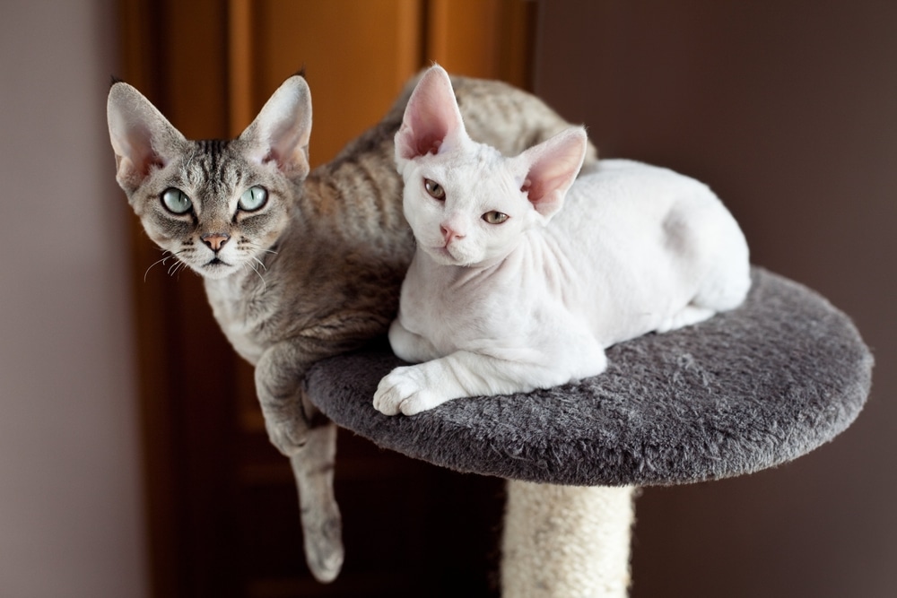 แมวเดวอนเร็กซ์สองตัวกำลังนั่งอยู่บนเสาข่วน ครอบครัวแมว - แม่แมวและลูกแมวของเธอ สัตว์เลี้ยงแสนสุข ภาพแมวในร่ม