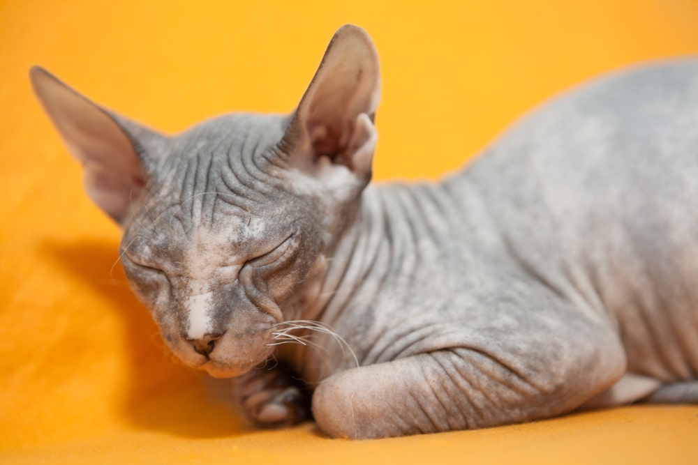 ลูกแมวของ แมวดอนสกอย sphinx cat ผิวที่เปลือยเปล่าและมีรอยย่น ผ้าห่มสีส้ม