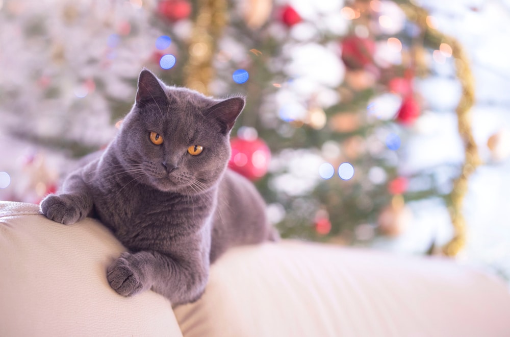 แมวชาร์ตรู วางอยู่บนโซฟาหน้าต้นคริสต์มาสพร่ามัวในพื้นหลัง