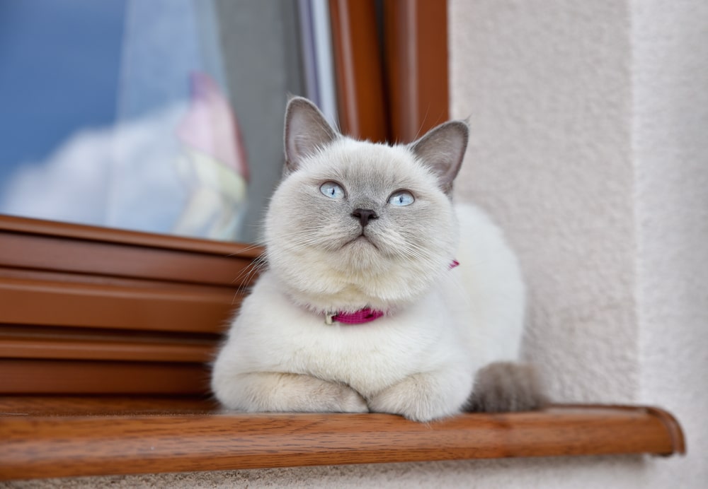 Lilac Colorpoint British Cat นั่งอยู่บนขอบหน้าต่างเผื่อ