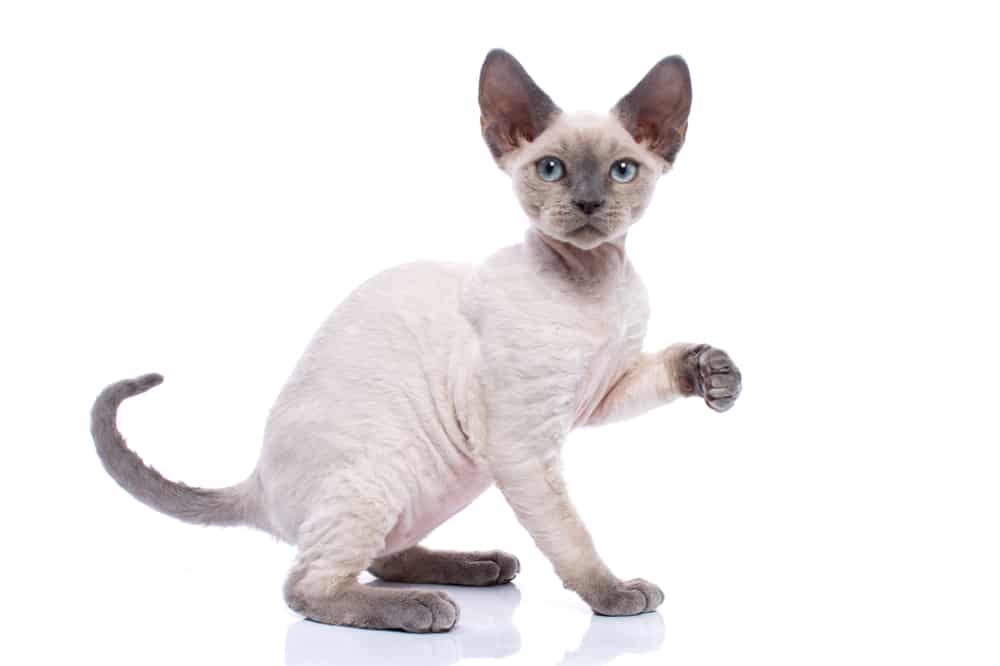 ลูกแมวเดวอนเร็กซ์วัยรุ่นจุดสีฟ้าในท่าขี้เล่นโดดเดี่ยวบนพื้นหลังสีขาว