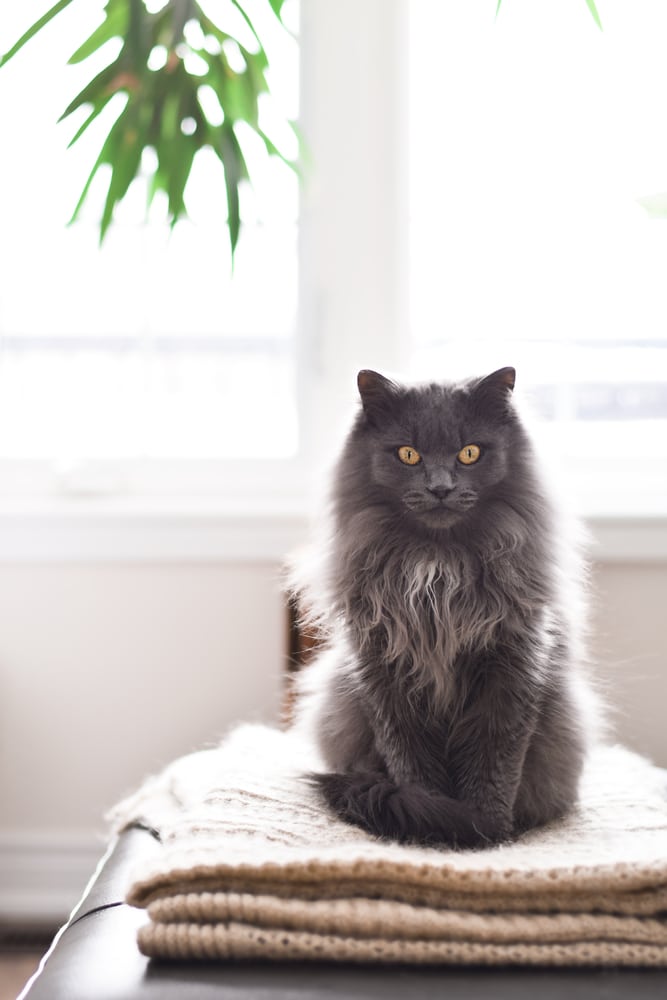 ภาพของ แมวชานทิลลี่ ทิฟฟานี่สีเทานั่งอยู่บนผ้าห่มหน้าหน้าต่างบานใหญ่