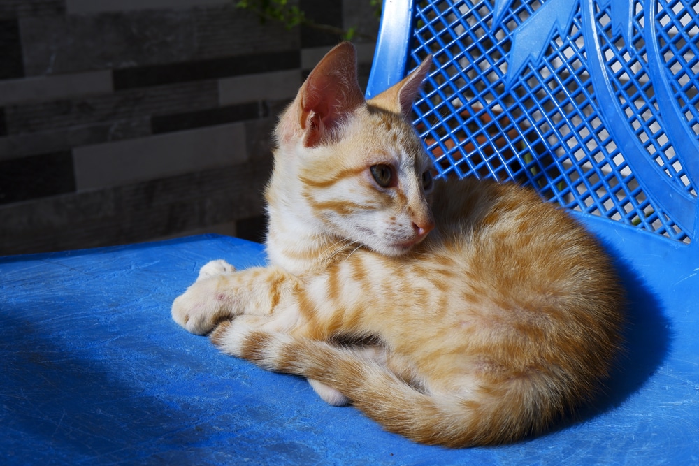 ภาพโคลสอัพของ แมวบราซิลเลี่ยนช็อตแฮร์ สีส้ม