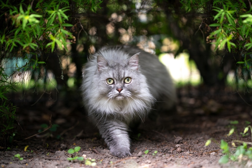 แมวบริติชลองแฮร์ ขนยาวสีเทาเงินกำลังเดินอยู่ใต้พุ่มไม้มองกล้องอย่างอยากรู้อยากเห็นกลางแจ้งในธรรมชาติ