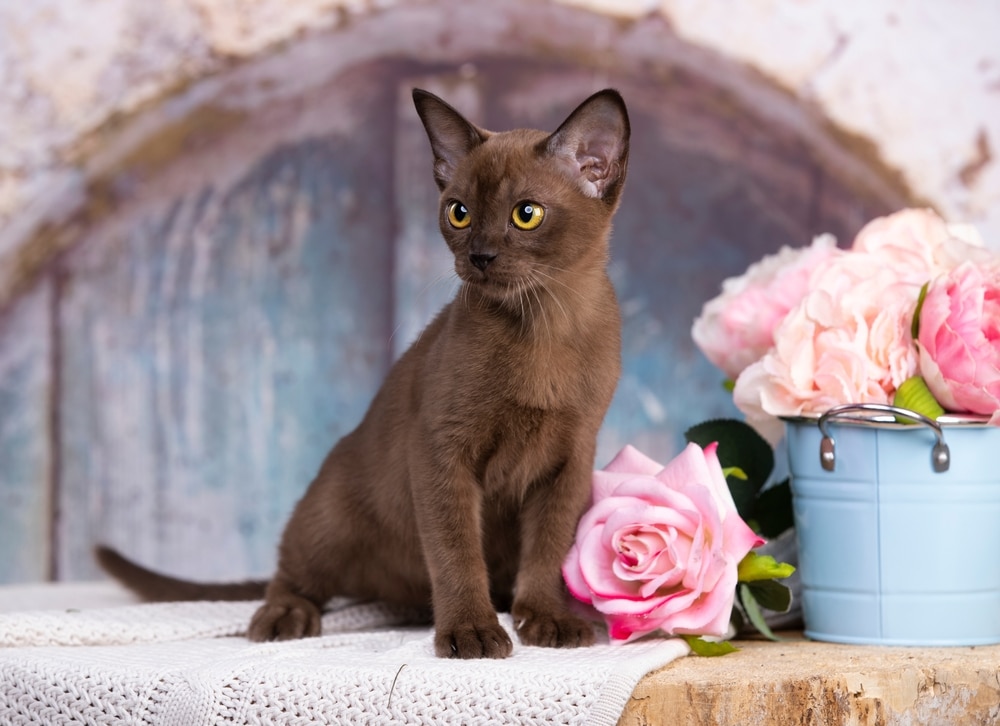 ภาพ แมวเบอร์มีส ยุโรปขี้เล่นอายุประมาณ 3 เดือนและดอกไม้สีชมพู