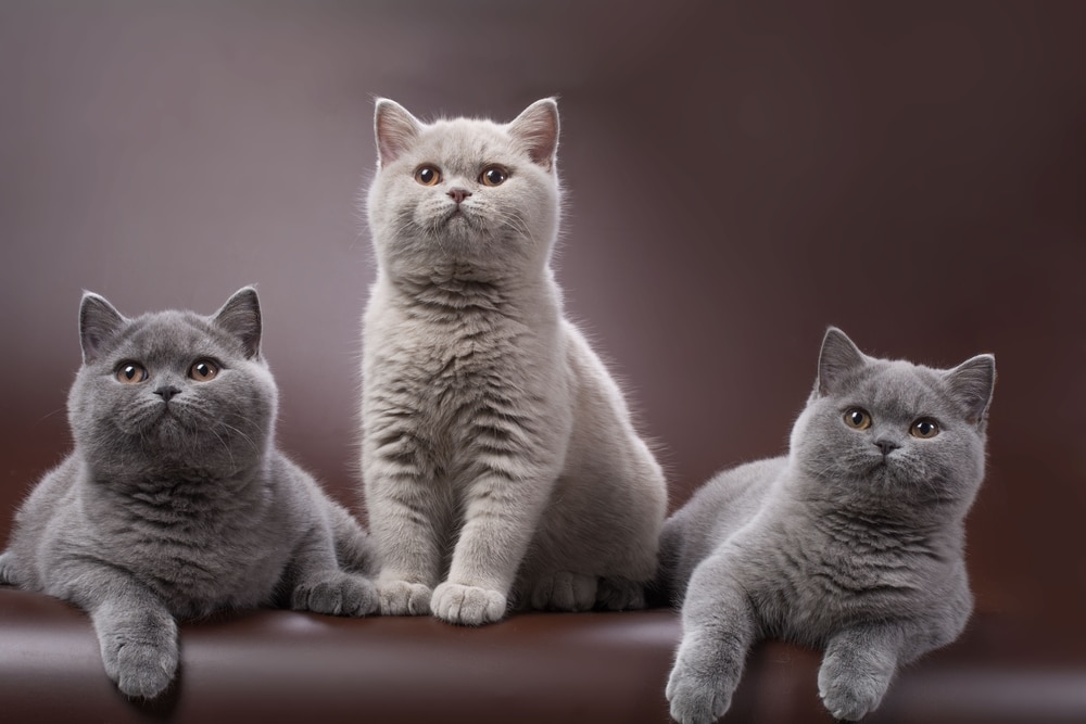 ลูก แมวบริติชช็อตแฮร์ อายุ 4 เดือน แมวตัวเมียสีน้ำเงินสองตัวและแมวตัวผู้สีม่วงหนึ่งตัวบนพื้นหลังทึบสีน้ำตาลจ้องมองที่กล้อง