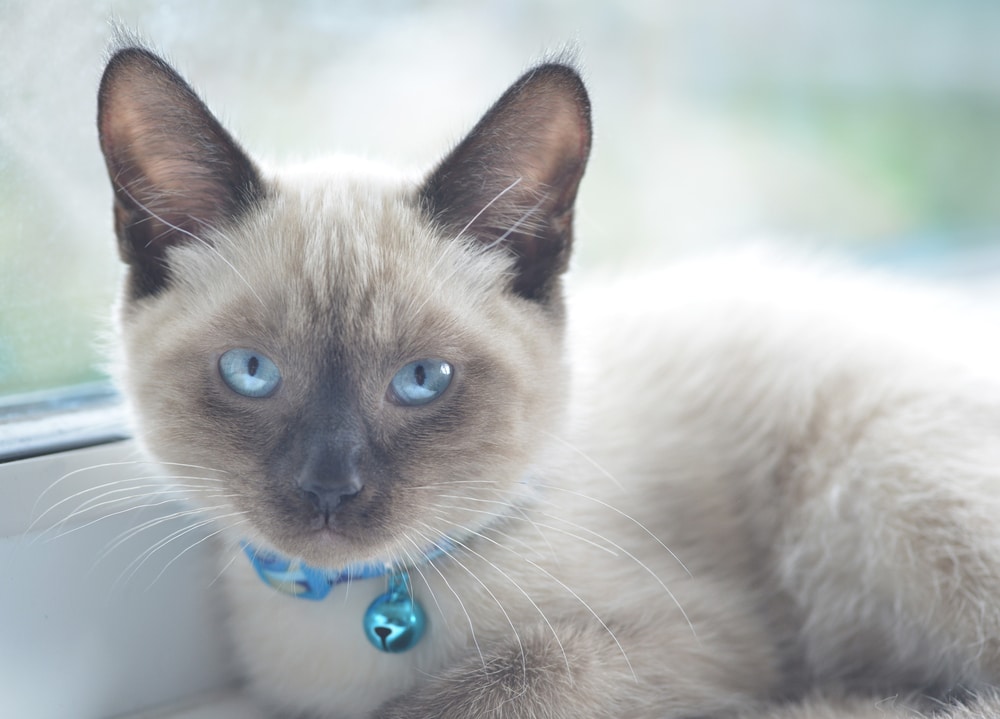 แมวคัลเลอร์พอยต์ช็อตแฮร์ ที่มีตาสีฟ้านอนอยู่ในหน้าต่าง .