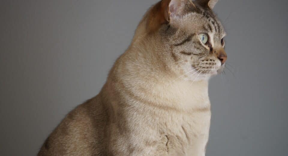 ใบหน้าด้านข้างของแมวหมอกออสเตรเลียลายจุดสีช็อกโกแลต