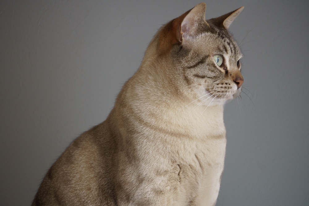 ใบหน้าด้านข้างของแมวหมอกออสเตรเลียลายจุดสีช็อกโกแลต