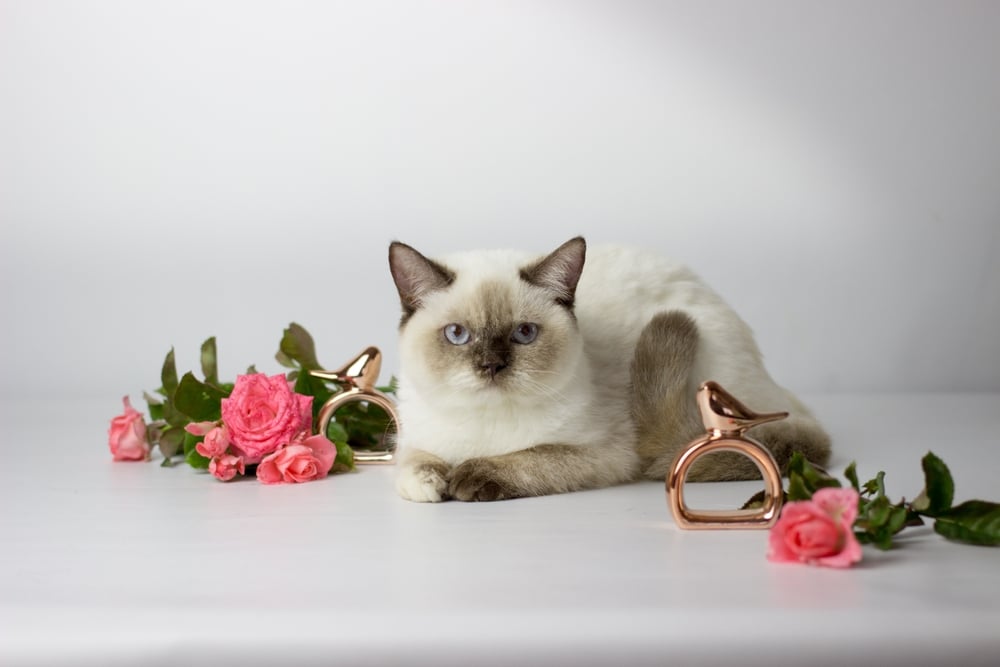 แมวคัลเลอร์พอยต์ช็อตแฮร์ แมวตัวเมียแสนสวยกับดอกไม้ . ลูกแมวอยู่ในตะกร้า