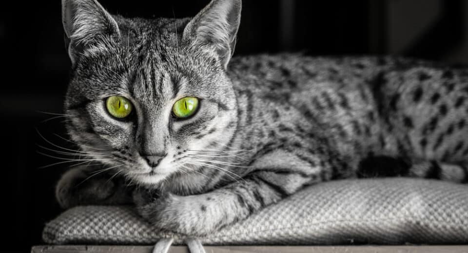 ภาพขาวดำของแมว Egyptian Mau ที่มีดวงตาสีเขียวที่น่าตกใจมองตรงมาที่กล้อง