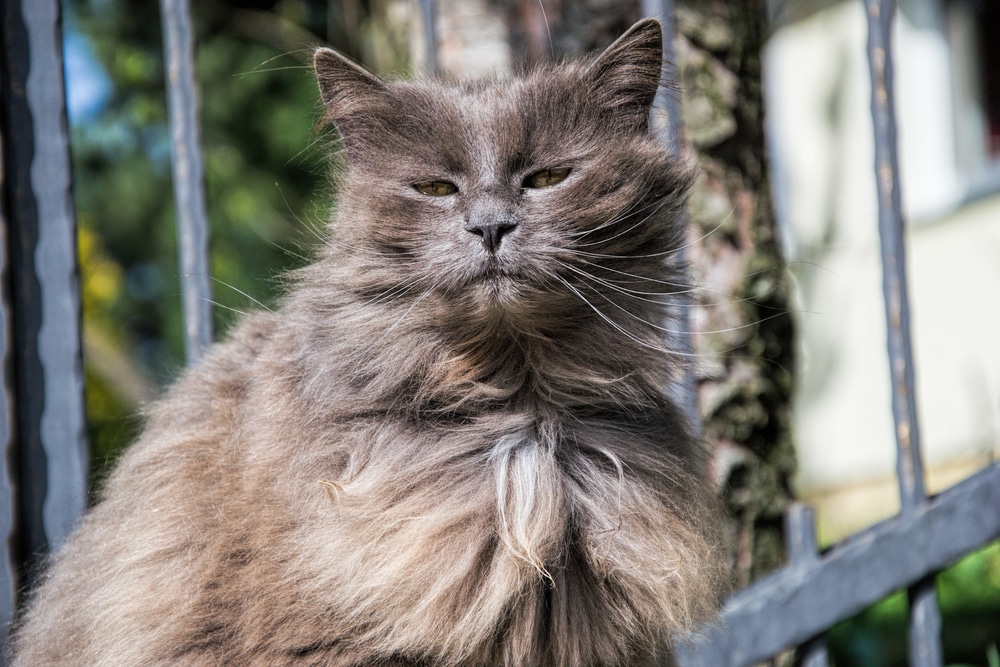 แมวชานทิลลี่ ทิฟฟานี่สีเทาขนยาวหนากำลังพักผ่อนอยู่ในสวน ระยะใกล้ของแมวตัวเมียตัวอ้วนที่มีผมยาวตัวใหญ่นั่งอยู่ที่บ้าน ทิฟฟานี่สีเทานอนอยู่ในสวนในวันที่แดดจ้า