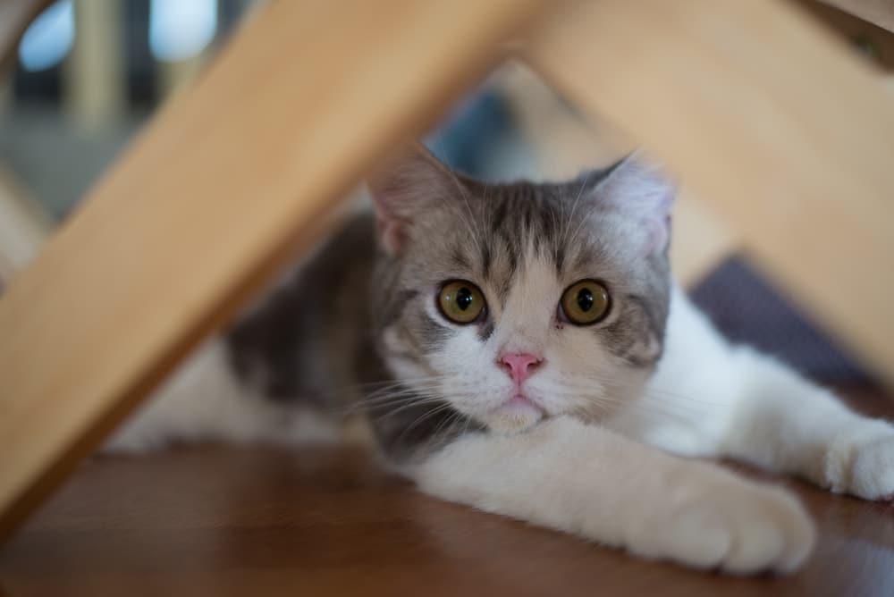 แมวอเมริกันไวร์แฮร์นั่งอย่างสงสัยอยู่ใต้โต๊ะ