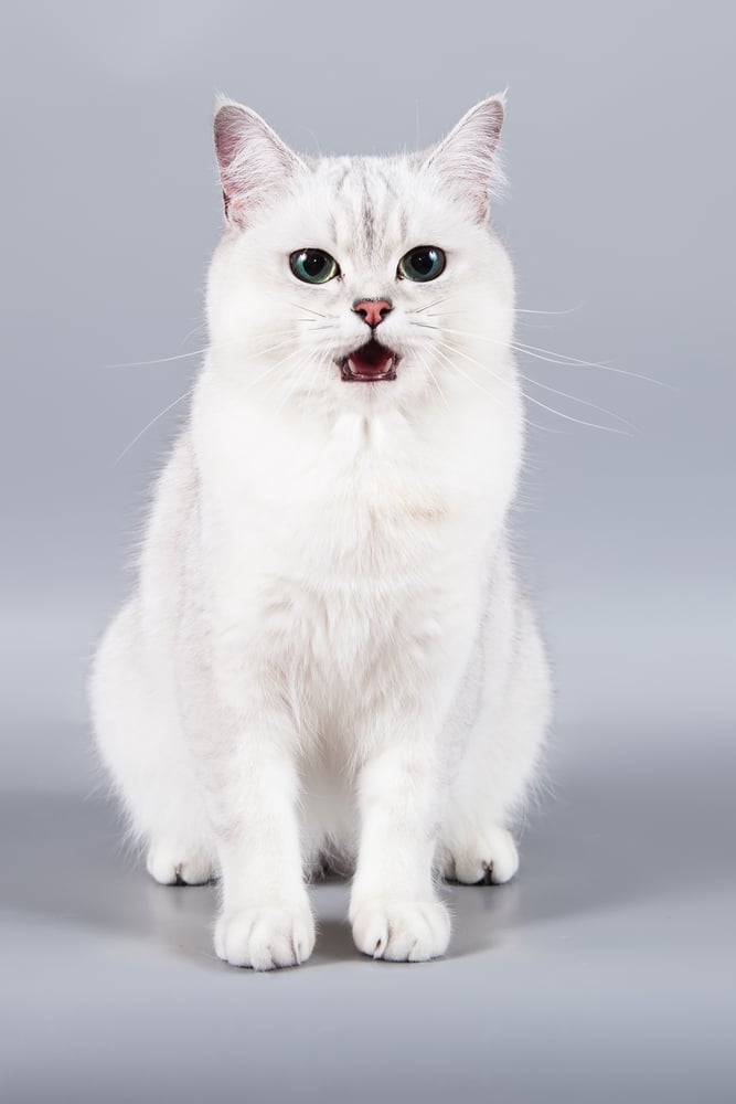 แมวพันธุ์เบอร์มิลล่าขนสั้นสีขาวนั่งอ้าปากที่พื้นหลังสีเทา