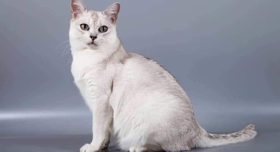 แมวพันธุ์เบอร์มิลล่าขนสั้นสีขาวนั่งที่พื้นหลังสีเทา