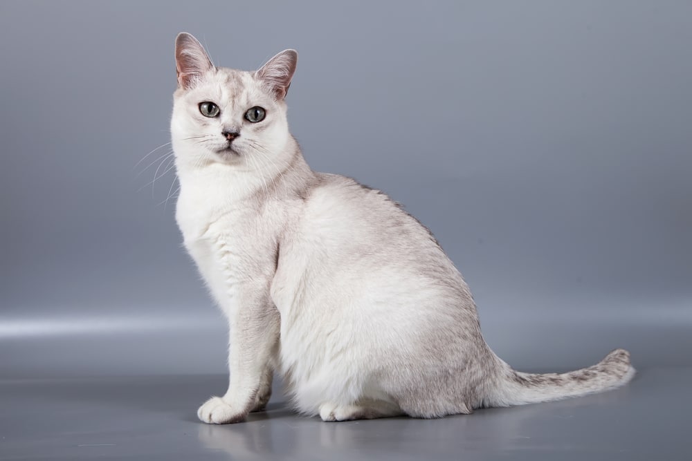 แมวพันธุ์เบอร์มิลล่าขนสั้นสีขาวนั่งที่พื้นหลังสีเทา