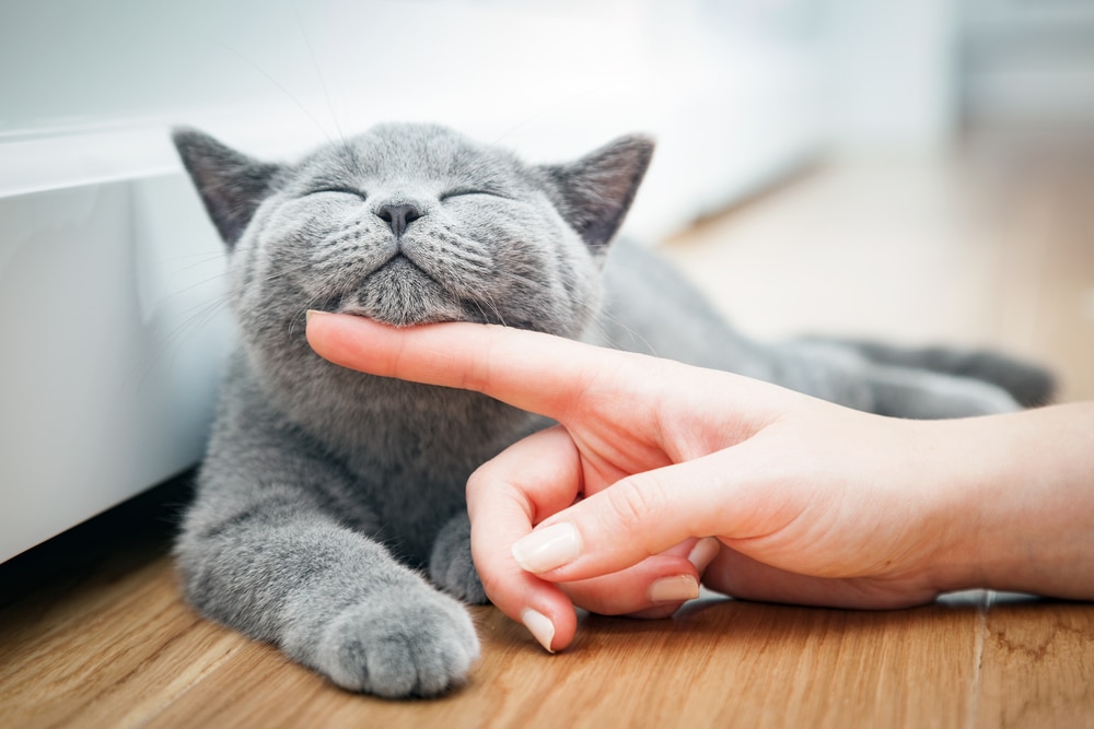 ลูกแมวแสนสุขชอบให้ผู้หญิงลูบมือ แมวบริติชช็อตแฮร์