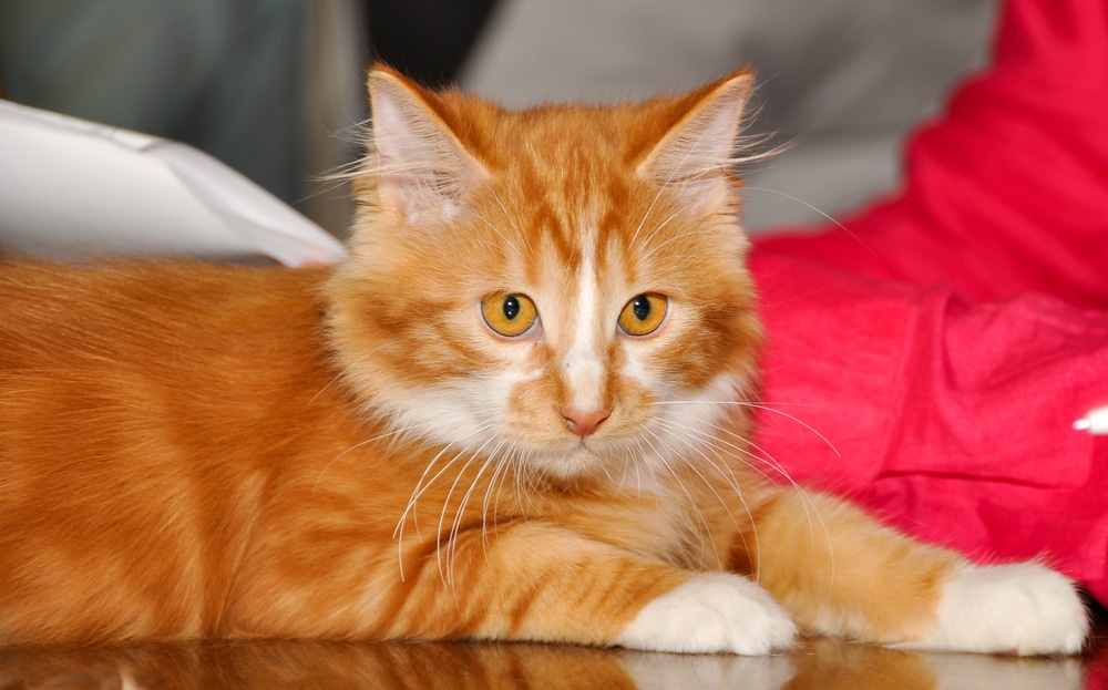 แมวหางสั้นสีแดง Cymric (Longhaired Manx)