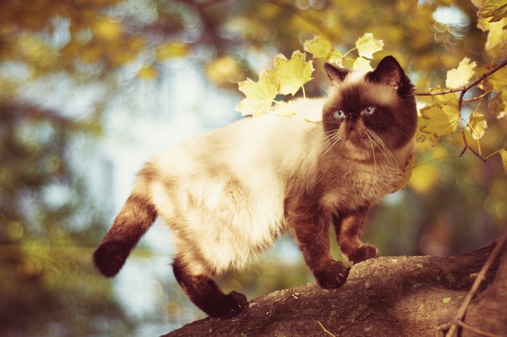 แมวคัลเลอร์พอยต์ช็อตแฮร์ ที่แปลกใหม่บนต้นไม้