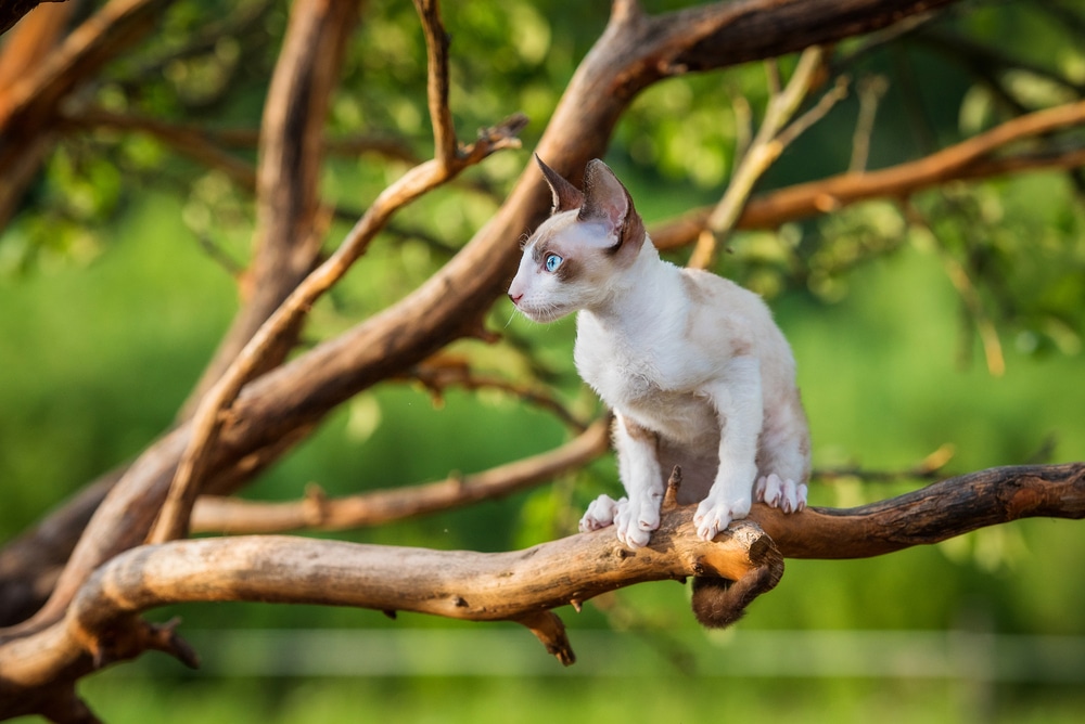 ลูก แมวค็อกนิช เร็กซ์ นั่งอยู่บนต้นไม้
