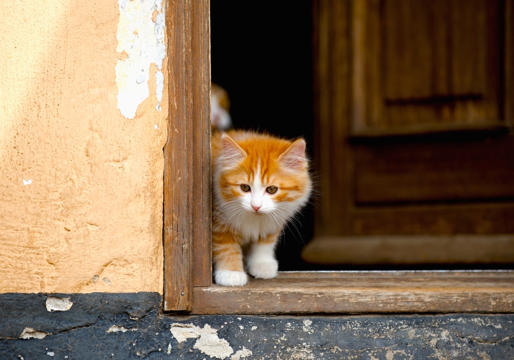 ลูกแมวยืนอยู่ที่ทางเข้าประตู แมวซิมริค , สีแดงและสีขาว, สีทอง