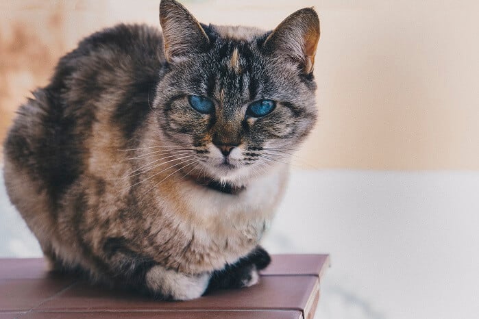 Ojos-Azules-cats
