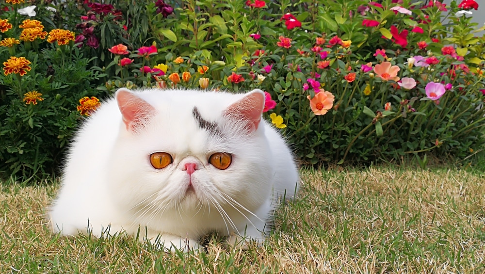 แมวเอ็กซ์โซติกช็อตแฮร์ สีขาวกำลังนอนอยู่บนพื้นในสวน โดยดอกไม้หลากสีเป็นพื้นหลัง