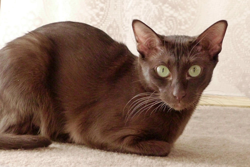 แมวสีน้ำตาลฮาวาน่าบนพื้นหลังสีเบจ