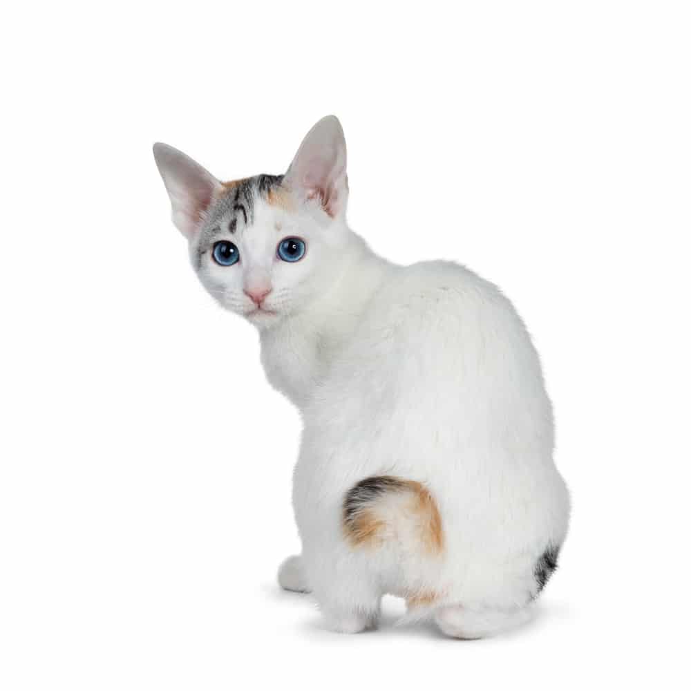 ลูกแมวแมวหางสั้นญี่ปุ่นขนสั้นลายสีเงินน่ารักนั่งหันหลัง มองข้ามไหล่ไปที่เลนส์ด้วยดวงตาสีฟ้า โดดเดี่ยวอยู่บนพื้นหลังสีขาว