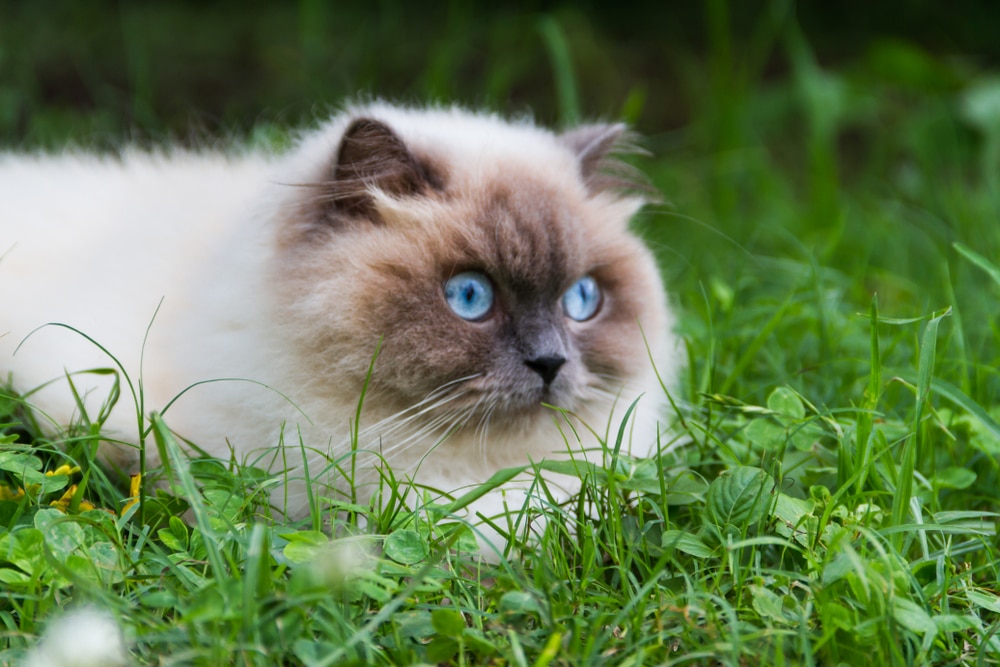 ภาพเหมือนของ แมวหิมาลายัน พื้นหญ้าสีเขียวในฤดูร้อน