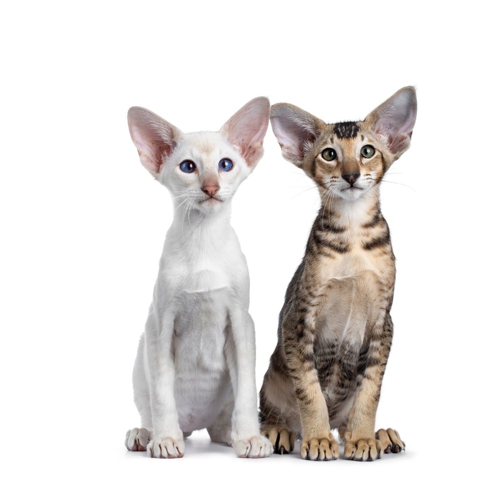ลูกแมวพันธุ์วิเชียรมาศและ แมวโอเรียนทัล ช็อตแฮร์ นั่งเคียงข้างกัน มองเลนส์ด้วยตาสีเขียว / น้ำเงิน ที่แยกบนพื้นสีขาว.