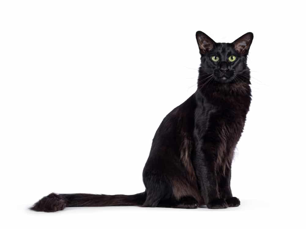 แมวสาวผมยาวสีดำสนิทสไตล์บาหลี / โอเรียนทัลขนยาวนั่งข้างกัน มองกล้องด้วยดวงตาสีเขียวที่น่าหลงใหล หางทอดยาวไปด้านหลังลำตัว