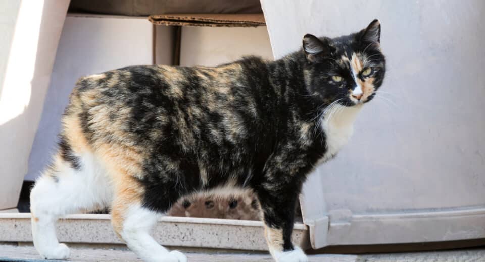 แมวเกาะแมนเป็นสายพันธุ์ที่มีเอกลักษณ์เฉพาะที่ไม่มีหาง สีน้ำตาล สีเหลือง และสีขาวของแมวที่ไม่มีหาง