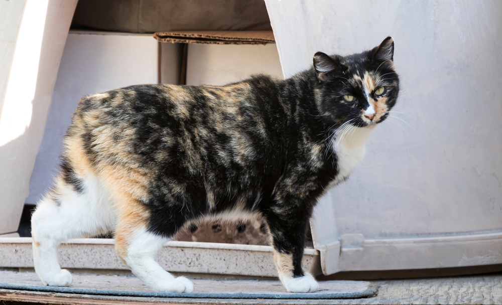 แมวเกาะแมนเป็นสายพันธุ์ที่มีเอกลักษณ์เฉพาะที่ไม่มีหาง สีน้ำตาล สีเหลือง และสีขาวของแมวที่ไม่มีหาง