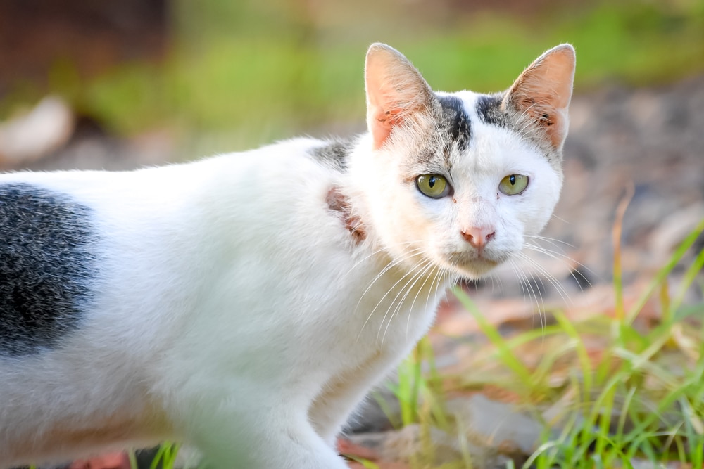 แมวจาวานีส สีขาวที่มีพื้นหลังเบลอ มีบาดแผลที่คอจากการต่อสู้