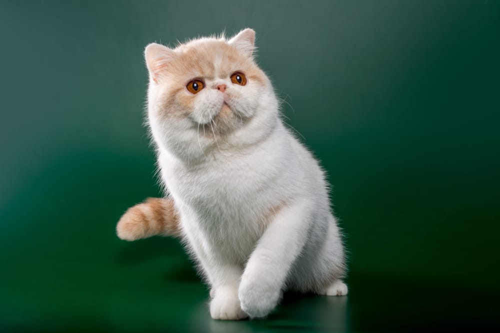 แมวเอ็กซ์โซติกช็อตแฮร์ สีครีมที่มีตาสีส้มบนพื้นหลังสีแดงและเขียวในท่าทางขี้เล่น