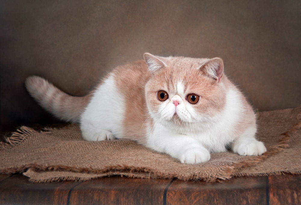 แมวเอ็กซ์โซติกช็อตแฮร์ ที่สวยงามแปลกใหม่นอนอยู่บนพื้นหลังสีน้ำตาลของสตูดิโอ สีครีมกับสีขาว
