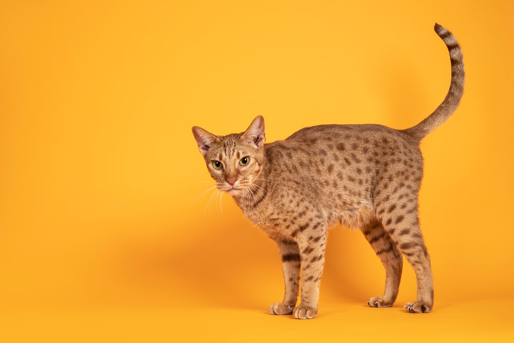 แมว Ocicat เพศผู้รูปหล่อยืนอยู่ข้างทาง เงยหน้าขึ้นมองกล้อง โดดเดี่ยวบนพื้นหลังสีเหลืองส้มทึบ