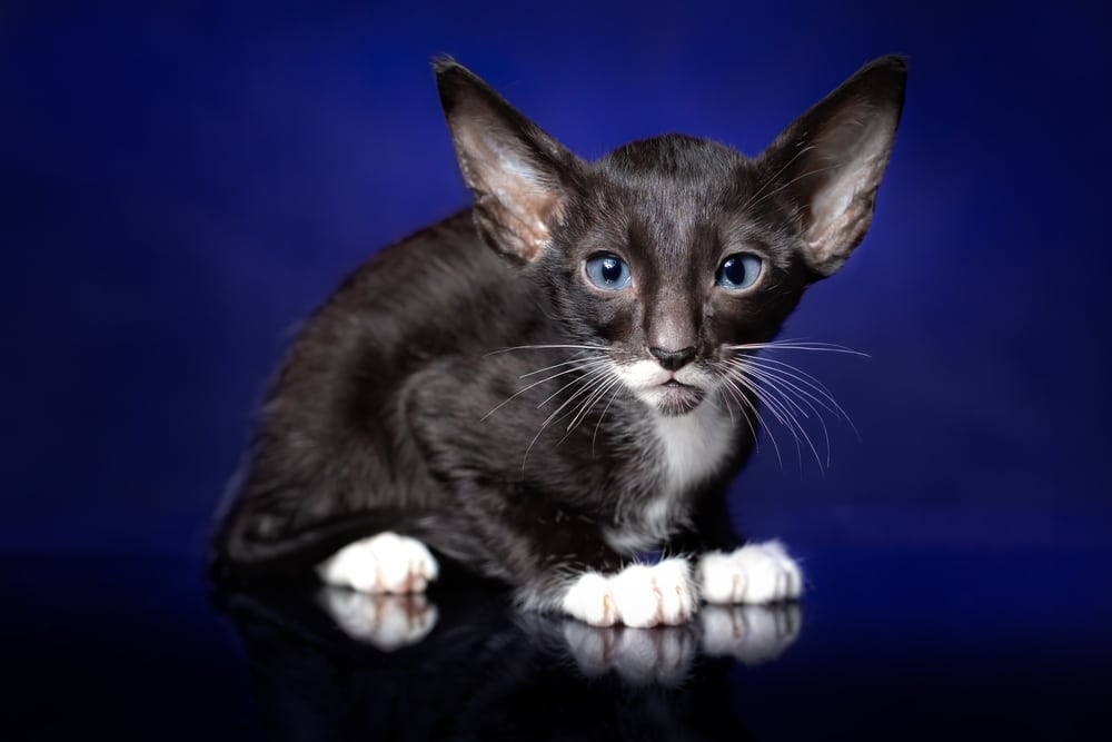 แมวโอเรียนเต็ลผสมพันธุ์ลูกแมวสีดำ (ไม้มะเกลือ) และสีขาวที่มีตาสีฟ้ากำลังนั่งอยู่บนพื้นหลังสีน้ำเงินเข้มและมองไปที่กล้อง สตูดิโอโดดเดี่ยว