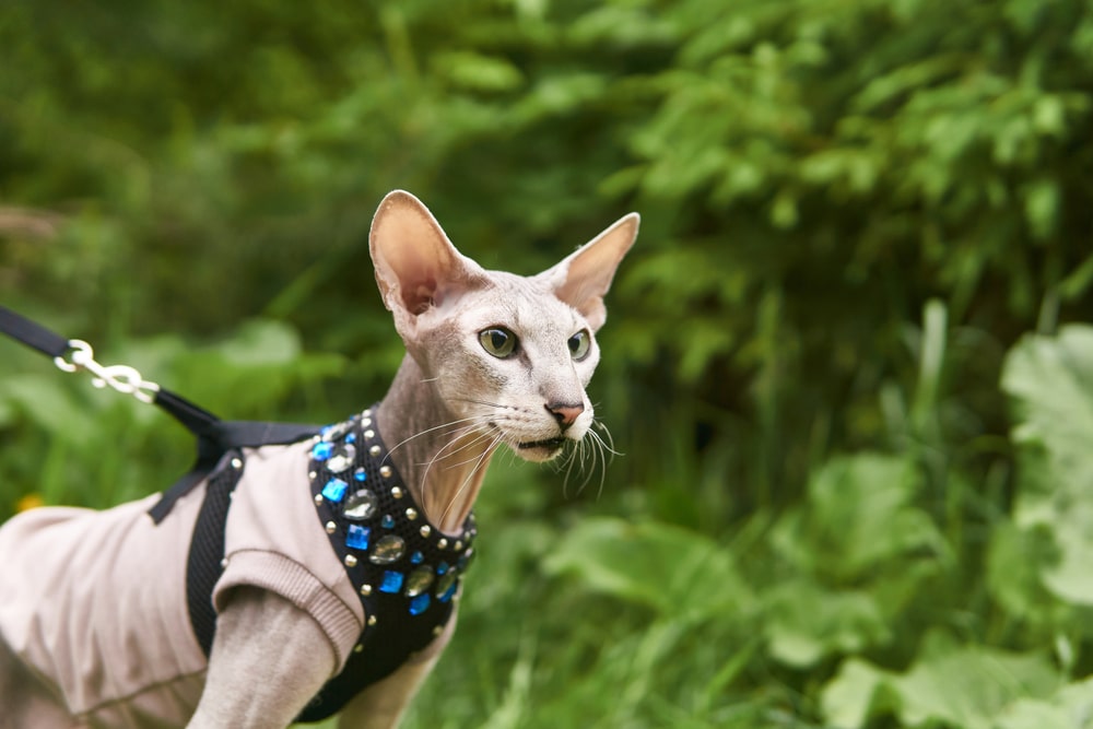 แมวปีเตอร์บัลด์ แสนสวยเดินจูงกลางแจ้งบนพื้นหลังธรรมชาติที่พร่ามัว