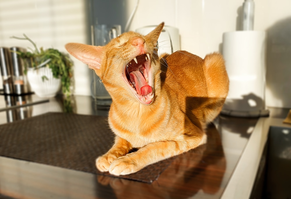 ภาพเหมือน แมวโอเรียนทัล ช็อตแฮร์ กำลังหาวอ้าปากแลบลิ้นออกมา