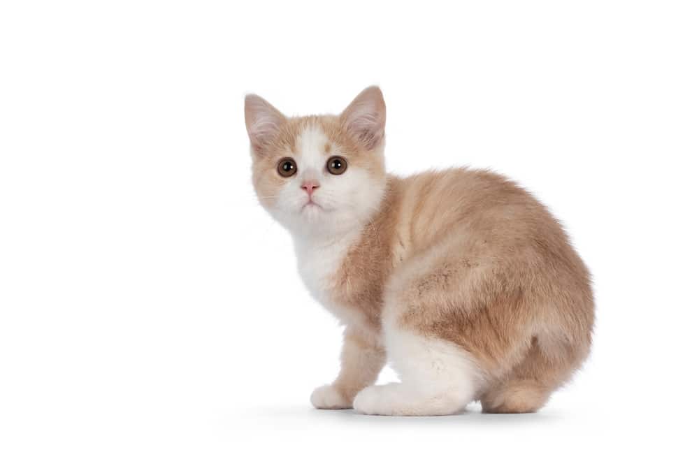 ลูกแมวเกาะแมนซ์ไร้หางสุดน่ารัก กำลังพลิกตัวโชว์ตอไม้ มองกล้องด้วยสายตาหวานเยิ้ม ที่แยกบนพื้นสีขาว.
