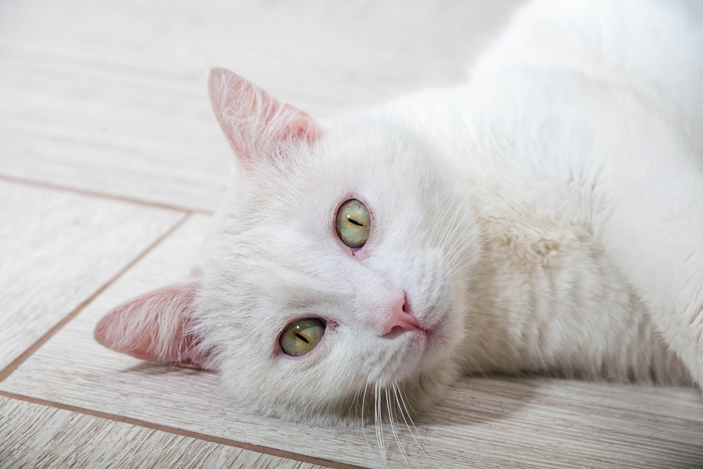 รูปวาดของแมวบ้านสีขาวตาโต แมวสะอาดน่ารัก แมวสีขาวจมูกสีชมพู แมวพันธุ์รัสเซียสีขาว