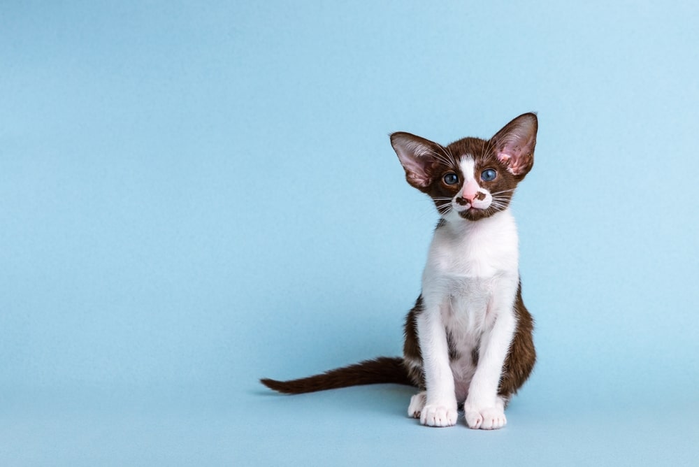 ลูกแมวพันธุ์ตะวันออกสองสีสีขาวกับสีน้ำตาลนั่งอยู่บนพื้นหลังสีน้ำเงินและมองที่กล้อง เขามีดวงตาสีฟ้าที่สวยงาม