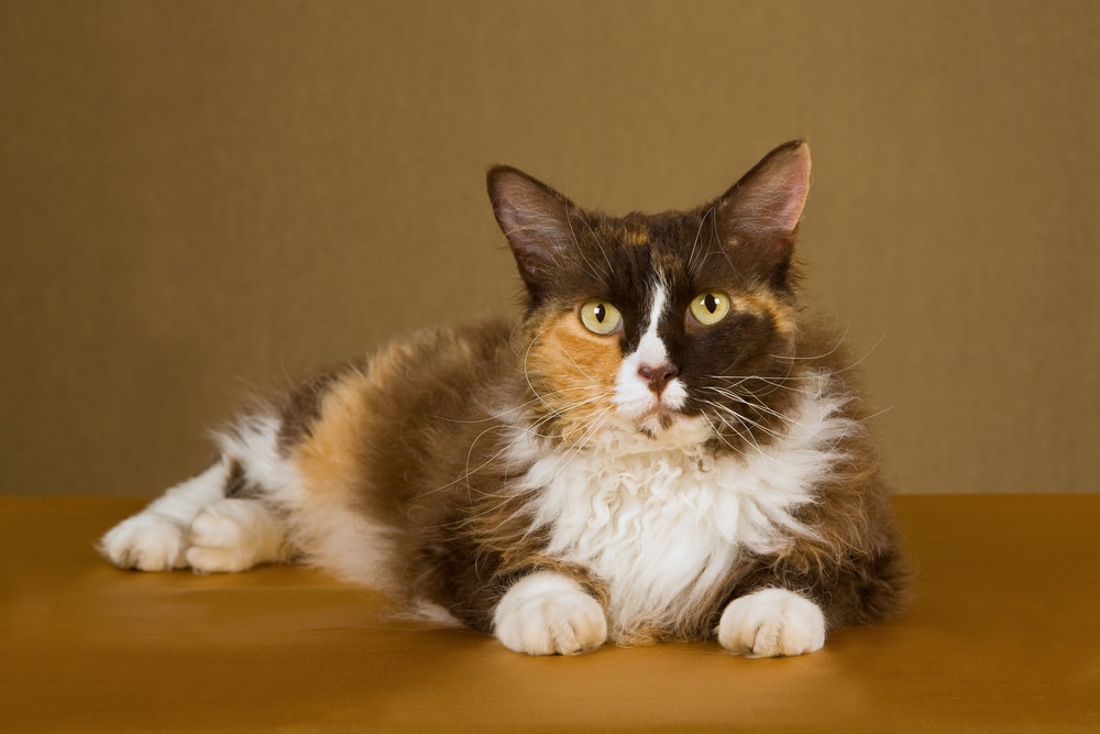 โชว์แชมป์เปี้ยน Laperm cat บนพื้นหลังสีบรอนซ์ทอง