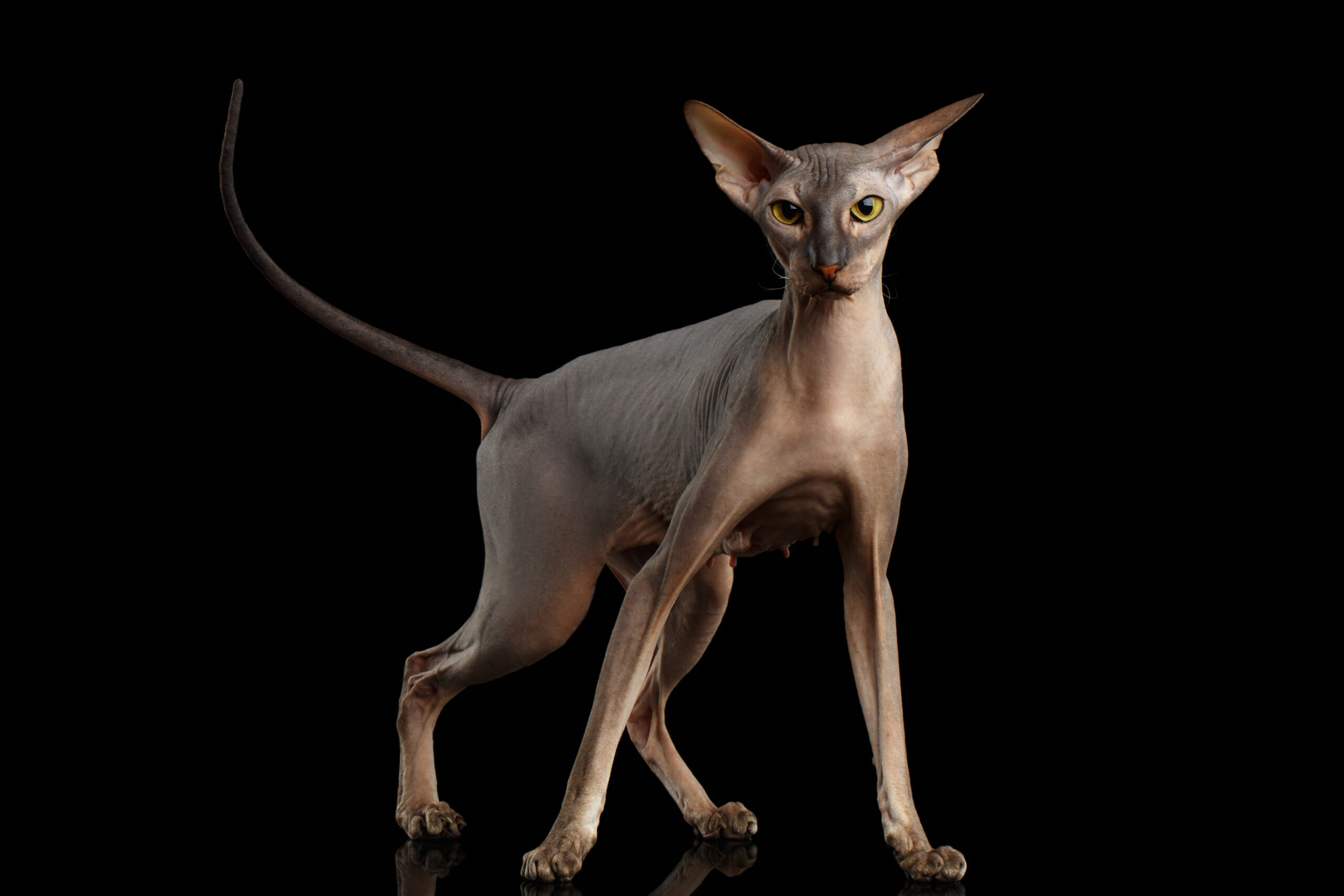 Peterbald เปลือยแมวยืนอยู่ในการโจมตี Pose บนพื้นหลังสีดำแยก, มุมมองด้านหน้า